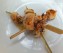 Brochettes de supions, huile, coriandre, gingembre, citron vert